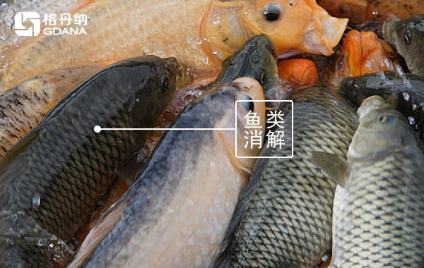智能石墨消解儀對(duì)魚(yú)類中鉛的通用消解